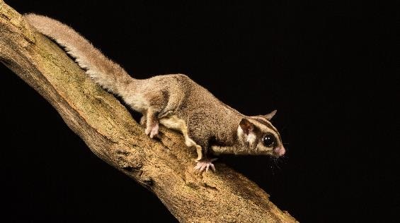 Sugar-Glider-shutterstock_294079862.jpg