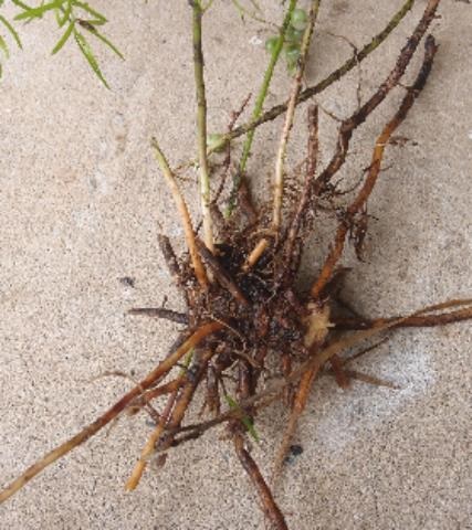 Asparagus Fern weed root system