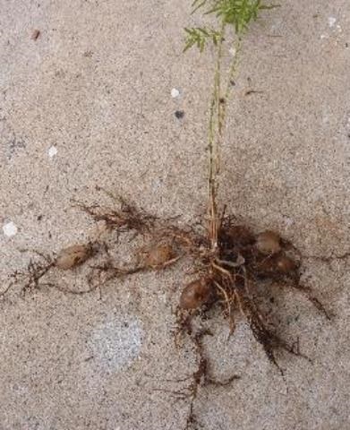 Asparagus Fern with root system
