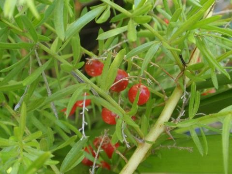 Asparagus Fern berries and leaves close up