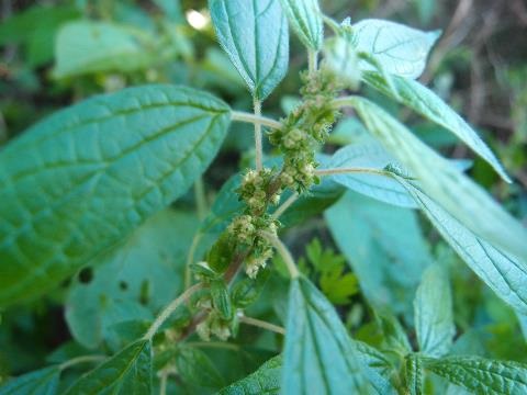 Close up of flowers and stem