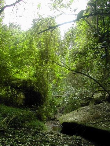 Balloon-Vine-growing over-creek