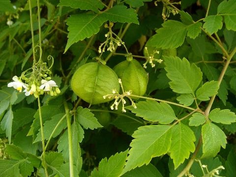 Balloon Vine with flowers and fruit