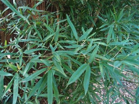 Close up of leaves