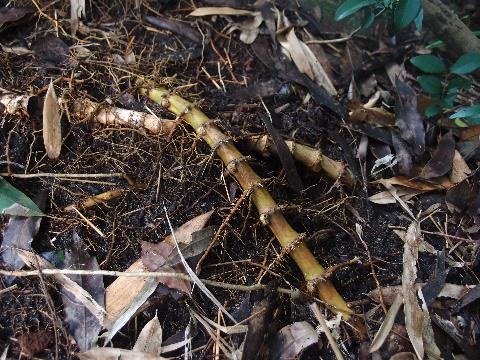 Close up of root structure