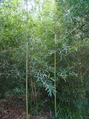 Thicket of Bamboo