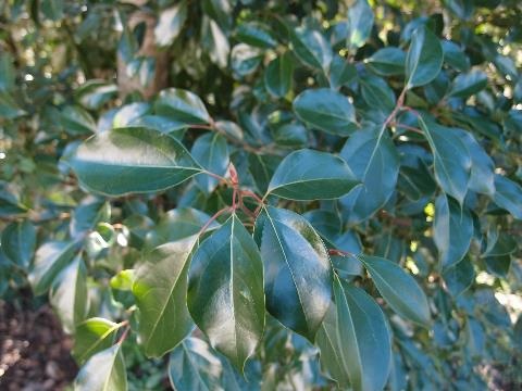 Close up of glossy green leaves