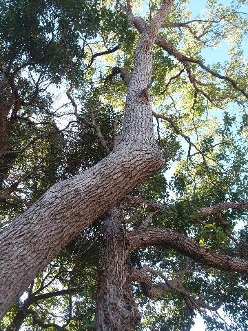 Looking up into canopy 