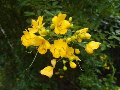 Golden flowers of Cassia weed