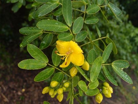 Flowers and leaves of Cassia