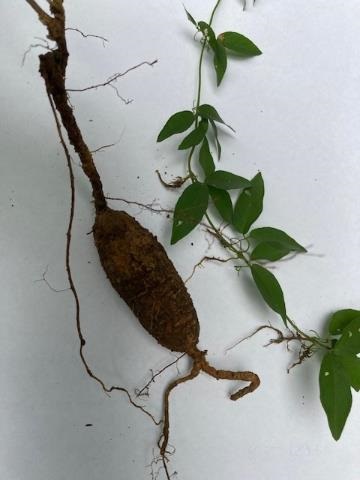 Tuber and leaves