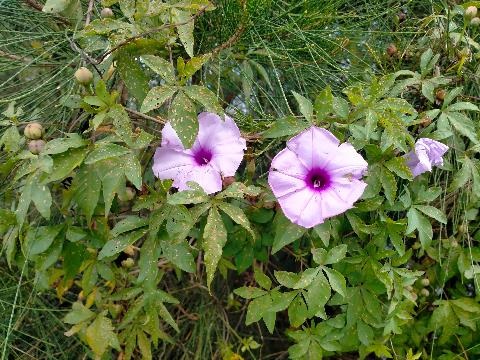Morning Glory weed flowers and leaves