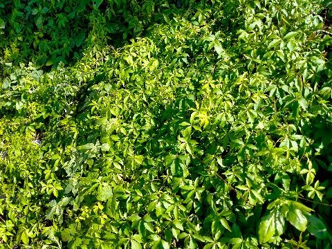 Close up of leaves