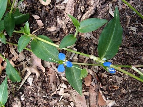 Commelina native look-alike with blue flowers