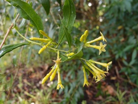 Close up of yellow flowers Green Cestrum