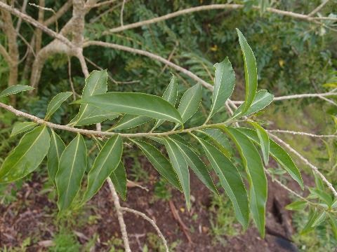 Close up of leaf arrangement