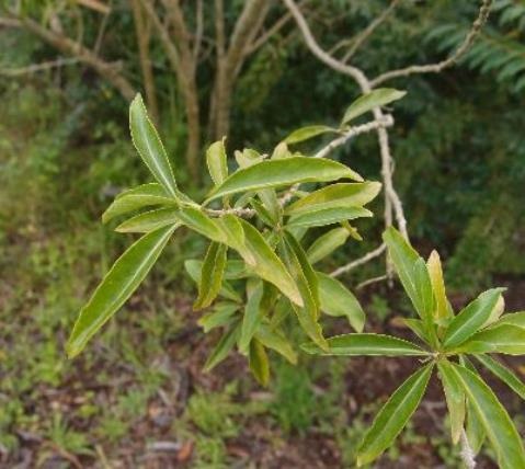Leaves and stem