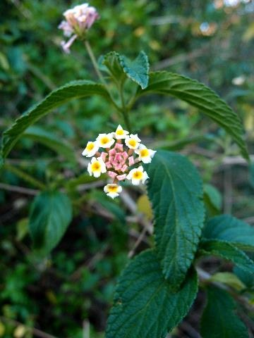 Weedy Lantana and flowers