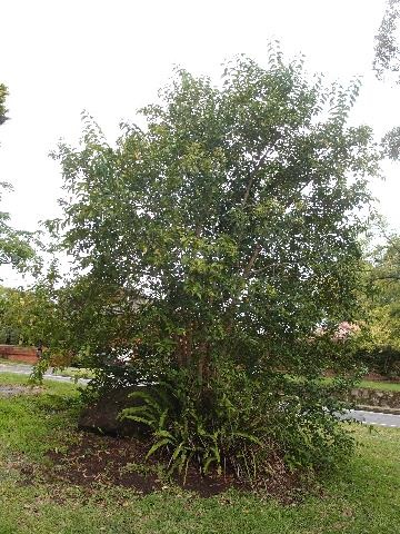 Large leaf Privet weedy bush