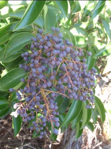 Large Leaf Privet berries