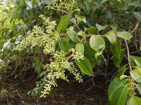 Large leaf Privet with unripe berries