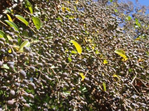 Small leaf Privet with thousands of berries