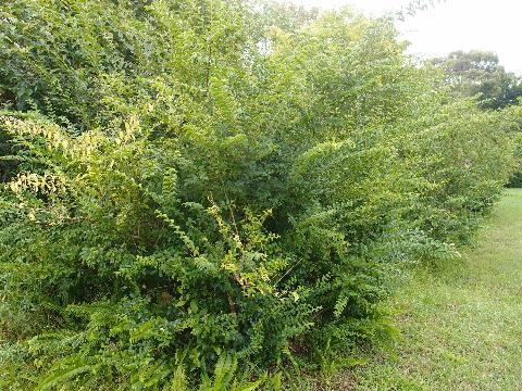 Small leaf Privet weedy infestation