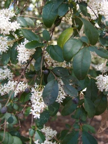 Small-leaf Privet weed with flowers and berries