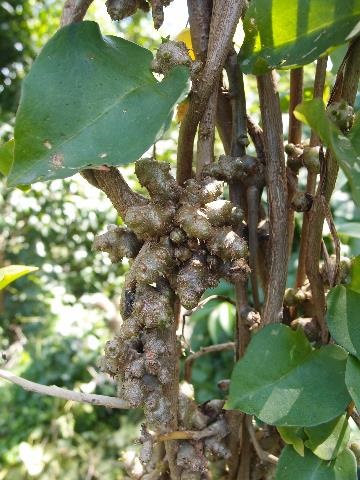 Madeira Vine weed in trees