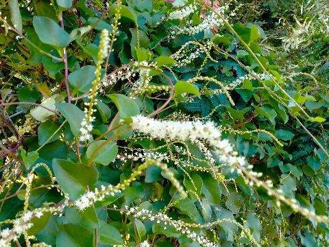 Close up of Madeira Vine with flowers
