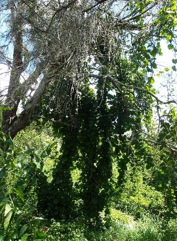 Madeira Vine climbing trees
