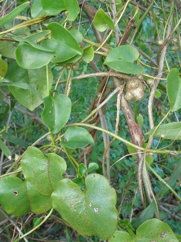 Madeira Vine leaves and aerial tubers