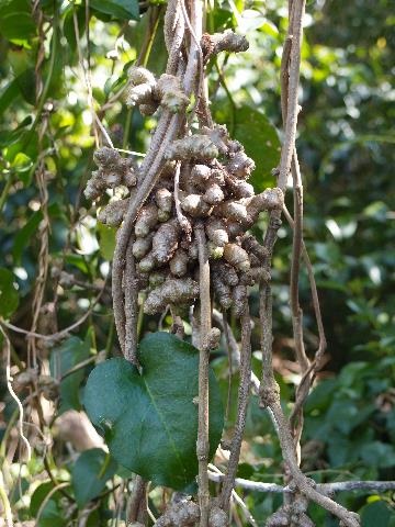 Madeira-Vine.jpg