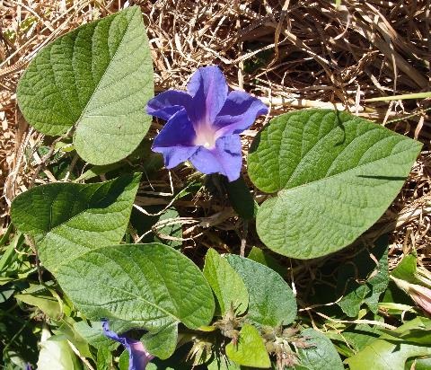 Close up of Morning Glory weed vine