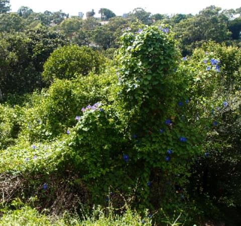 Morning Glory weed smothering other plants