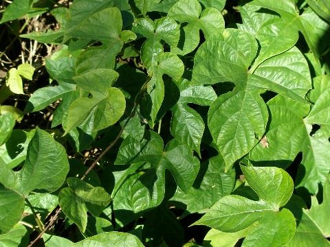 Morning Glory weed showing leaves