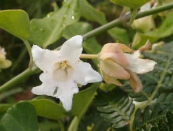 Close up of white Moth Vine flower