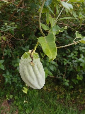 Seed pod of Moth Vine
