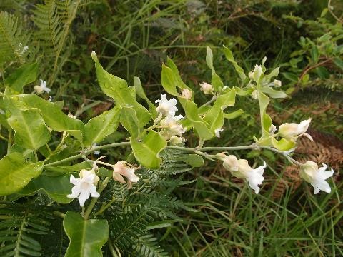 Weedy vine with flowers