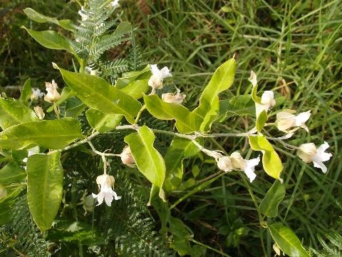 Leaves and flowers of Moth Vine