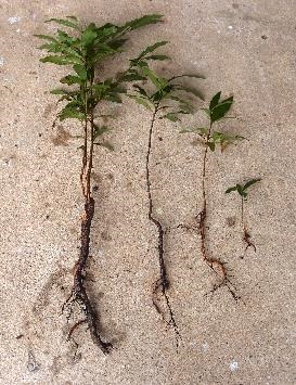 Mickey Mouse Bush seedlings and root sytem