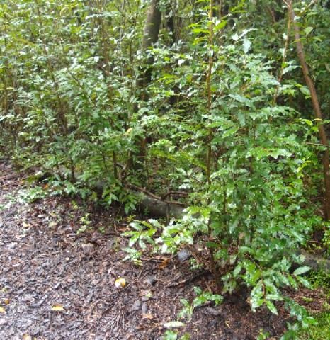 Mickey Mouse bush infestation