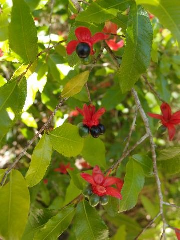 Mickey Mouse Bush weed with black berries