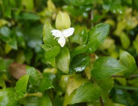 Trad weed with white flower