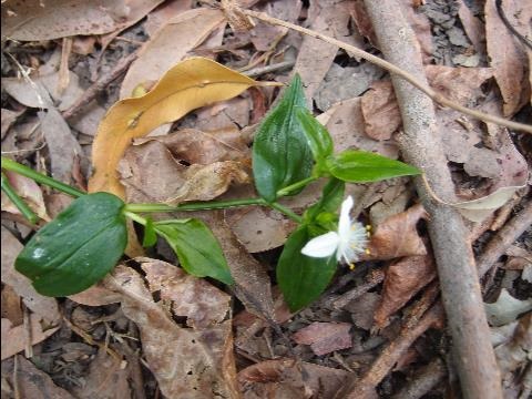 Creeping groundcover weed Trad with flower
