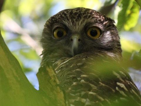 Close up of Powerful Owl in tree