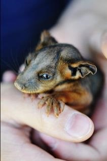 Baby Ringtail Possum held in hands