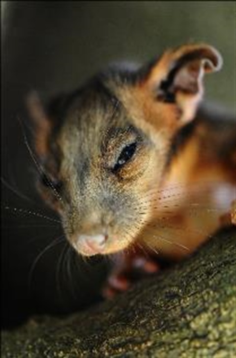 Close up of baby ringtail possum