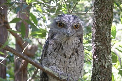 Close up of Tawny Frogmouth on branch