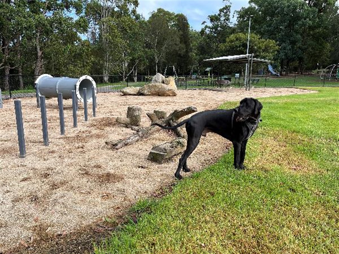 A Great Dane enjoys the agility equipment at Blackman Park